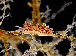 Doto coronata