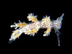 Doto maculata