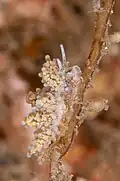 Doto varaderoensis