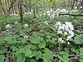 Petasites albus.