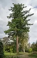 Douglas plus âgé au parc du château de Meysembourg au Luxembourg.
