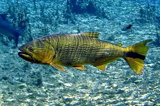 Description de l'image Dourado(Salminus brasiliensis)emBonito.jpg.