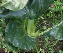 Description de l'image Draaihartigheid bij bloemkool (Contarinia nasturtii damage on cauliflower).jpg.
