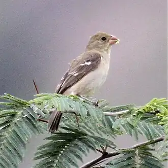 Description de l'image DrabSeedeater.jpg.