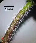 Trichomes stellés.