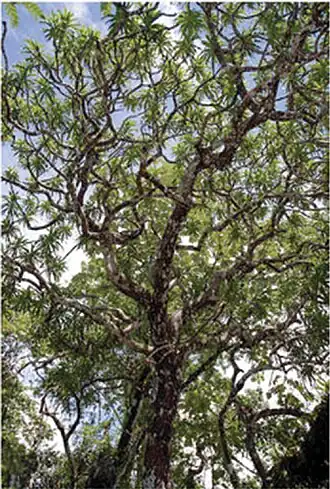 Description de l'image Dracaena kaweesakii from below.jpg.
