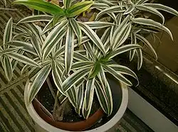 Cultivar Song of India.