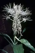 Dracaena sanderiana en fleur