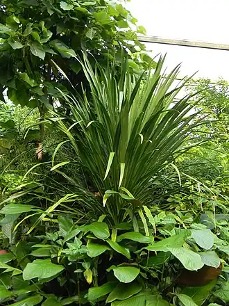 Description de l'image Dracaena umbraculifera Jacq.jpg.