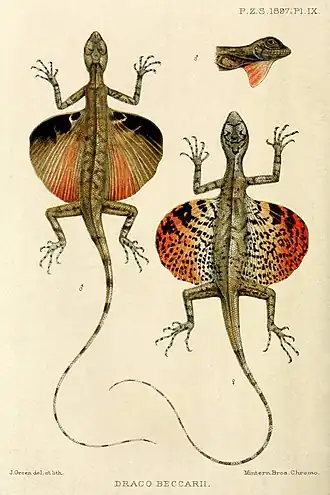 Description de l'image Draco beccarii.jpg.