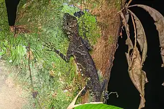 Description de l'image Draco maximus, Great flying dragon - Bang Lang National Park (50770219512).jpg.