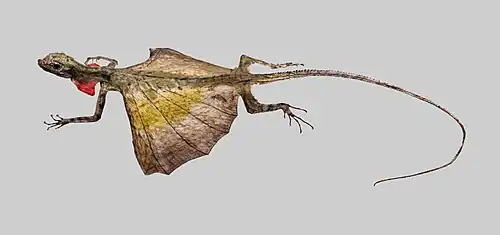 Draco volans.