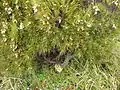 Dracophyllum