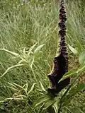 ouverture de la spathe