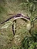 fané