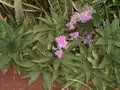 Callisia warszewicziana