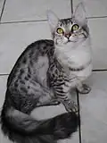 Angora Turc Black Silver Spotted Tabby.