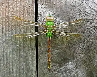 Anax junius