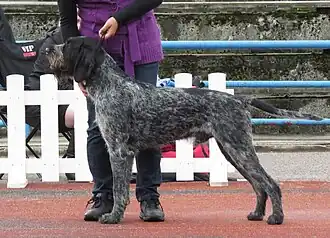 Chien d'arrêt allemand à poil dur.
