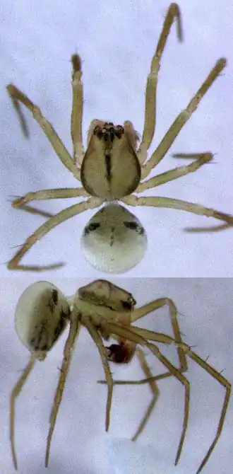 Description de l'image Drapetisca australis male.jpg.
