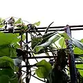 Fruits.