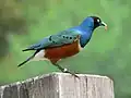 Spréo superbe (Lamprotornis superbus)
