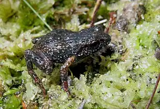 Description de l'image Drewes' moss frog imported from iNaturalist photo 95714423 on 21 April 2022.jpg.