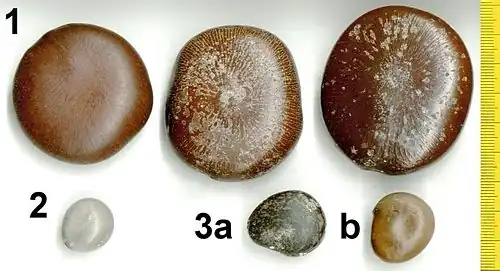 Côte du Mozambique, 2004 : Graines d'Entada rheedei (1), de Guilandina bonduc (2) et de Mucuna gigantea  (3 a et b).