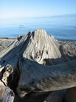 Bois flotté sur une plage du détroit de Juan de Fuca.