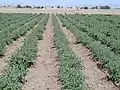 Irrigation au goutte-à-goutte