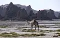 Dromadaire au lac Abbe en 2005.