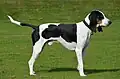 Chien courant bernois.