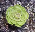 Drosera zonaria