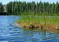 Habitat de Drosera anglica dans l'Oregon