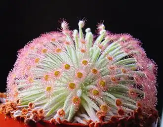 Description de l'image Drosera derbyensis ne1.JPG.