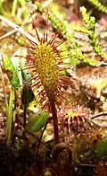 Photographie de la Droséra intermédiaire, plante carnivore.