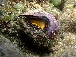 Drupina lobata.