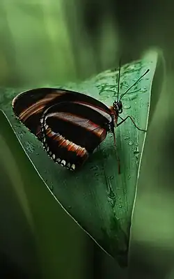 papillon