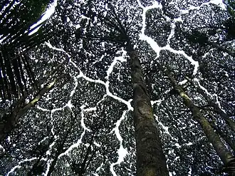 Description de l'image Dryobalanops_Aromatica_canopy.jpg.
