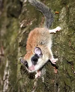 Dryomys nitedula.