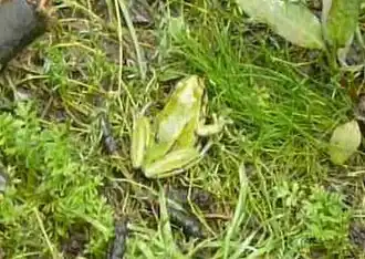 Description de l'image Dryophytes plicatus cropped.jpg.