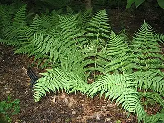 Description de l'image DryopterisMarginalis.jpg.