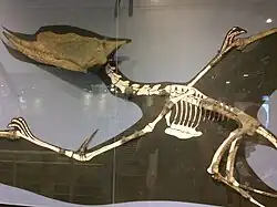 L'holotype de Dsungaripterus affiché au deuxième étage.