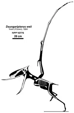 Diagramme du squelette de Dsungaripterus weii avec la silhouette du corps de l'animal.