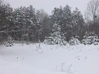 Dubica Górna