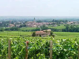 Vigne au printemps à Romanèche-Thorins.