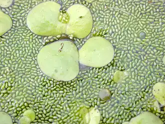 Description de l'image Duckweeds.jpg.