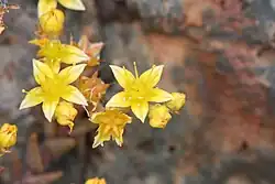 subg. Hasseanthus - Les fleurs de Dudleya variegata