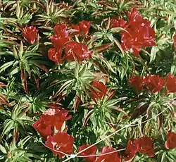 'Duke of York'.