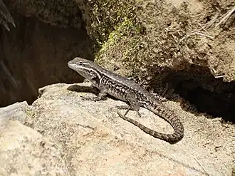 Description de l'image Dull Cursorial Spiny Lizard imported from iNaturalist photo 4413381 on 21 April 2022.jpg.
